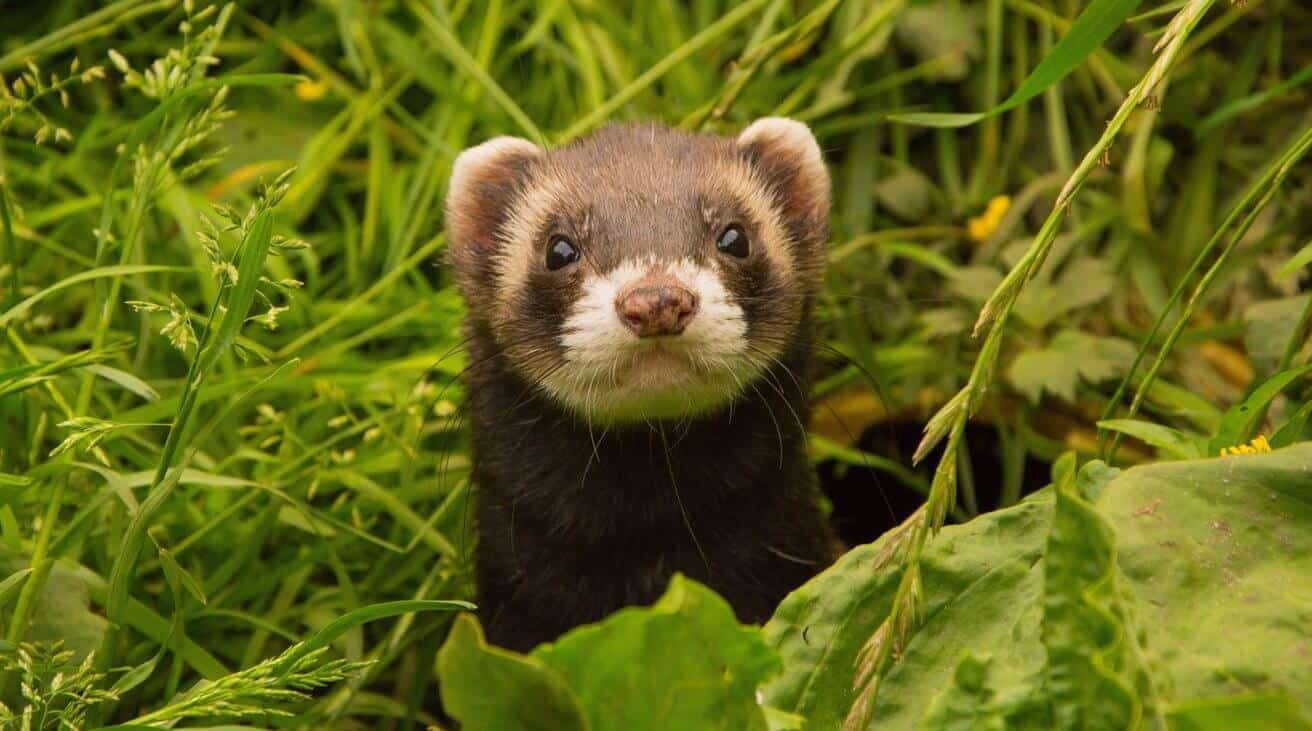 Ferret-UI может помочь Siri понять интерфейсы приложений iOS