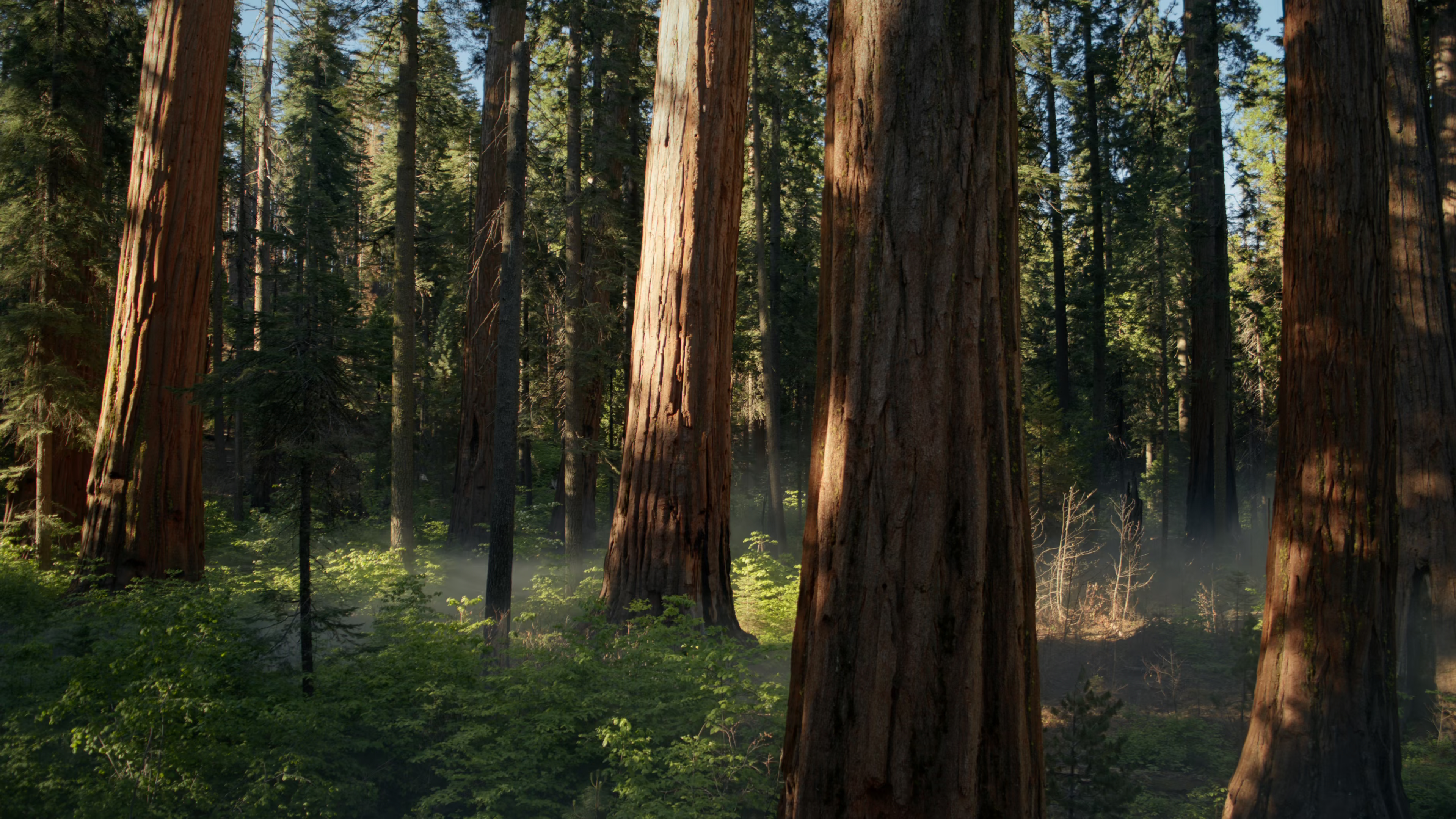 В macOS Sequoia beta 5 добавлены новые обои — скачать их можно здесь