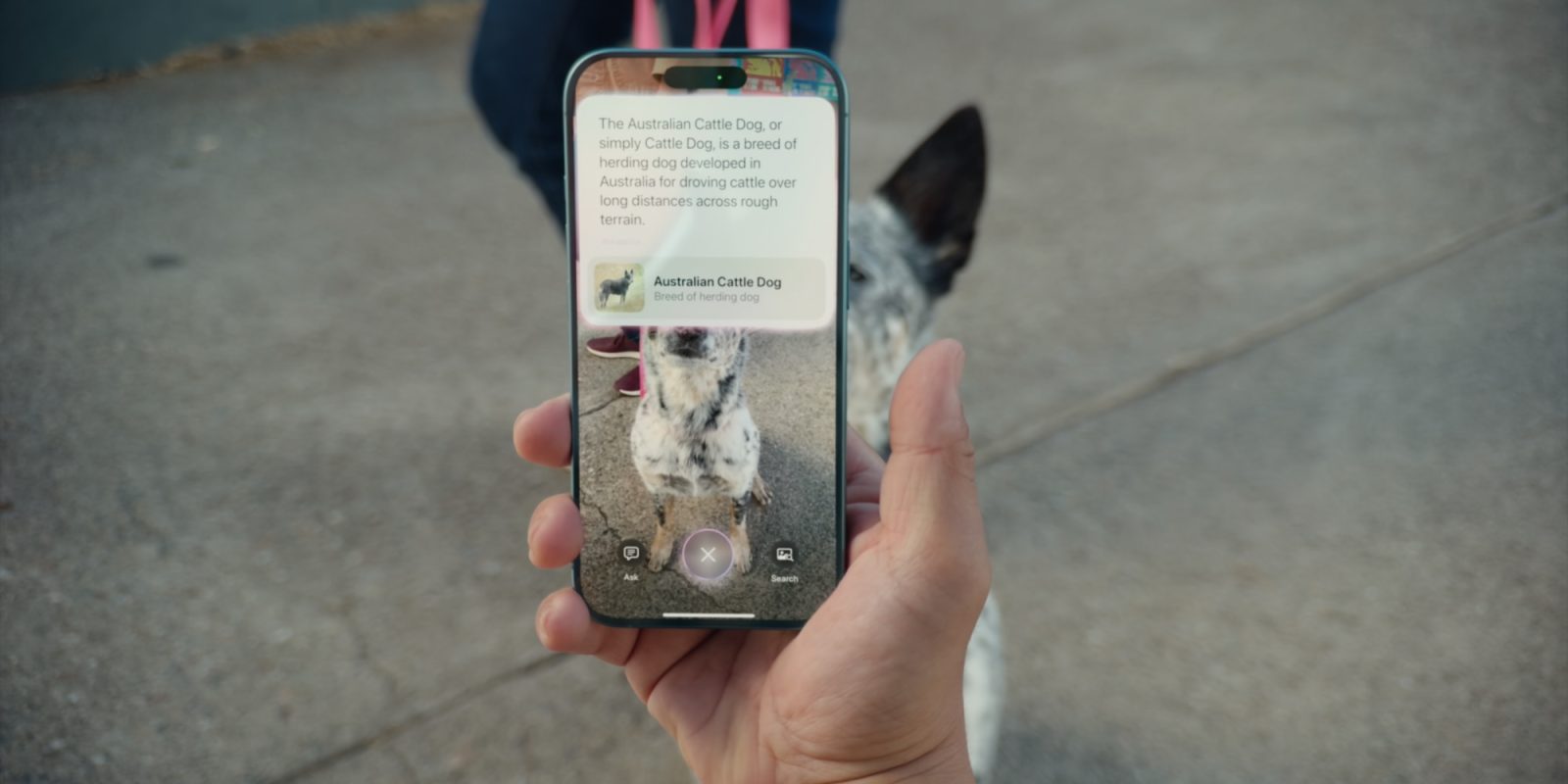 Визуальный интеллект iOS 18.2